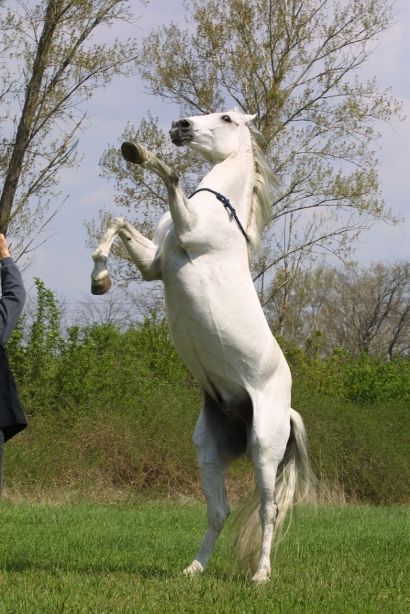lovas_kaszkador_4.jpg