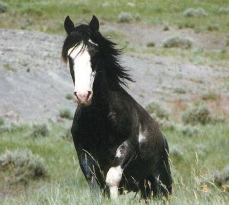 mustangspanyol.jpg